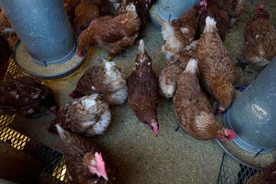 Red Star chickens feed in their coop, Jan. 10, 2023, at Historic Wagner Farm in Glenview, Ill. More than 1 million chickens are slated to be killed in the nearby state of Minnesota after the highly contagious virus was detected at a farm in Wright County.