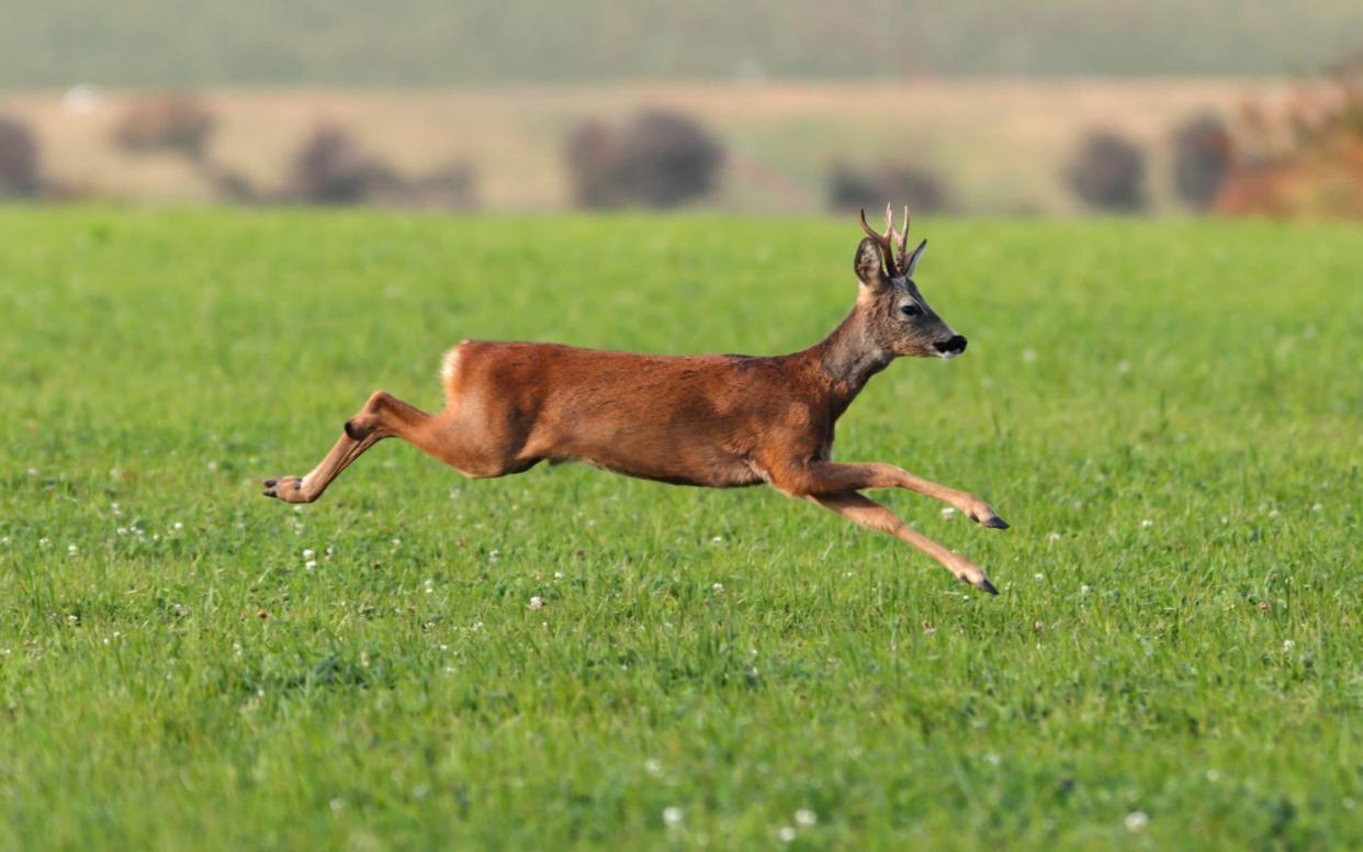 One image shows a large, unborn calf lying beside its shot mother and a second post shows another dead hind found just 1,000 yards away - Roy Waller / Alamy Stock Photo