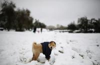 A dog stands in the snow at a park in Jerusalem December 12, 2013. Snow fell in Jerusalem and parts of the occupied West Bank where schools and offices were widely closed and public transport was paused. REUTERS/Amir Cohen (JERUSALEM - Tags: ENVIRONMENT ANIMALS TPX IMAGES OF THE DAY)