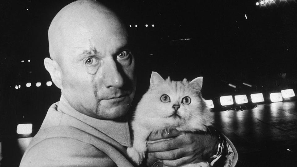 Blofeld and his cat