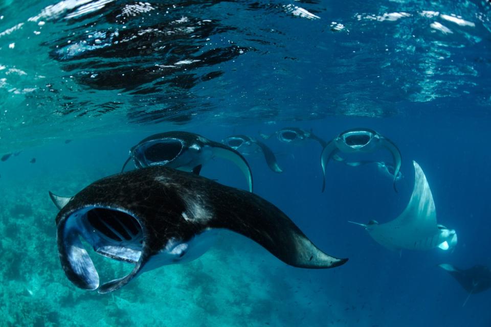 Underwater view of stingrays at Four Seasons Maldives Landaa Giraavaru's Marine Life Discovery Center