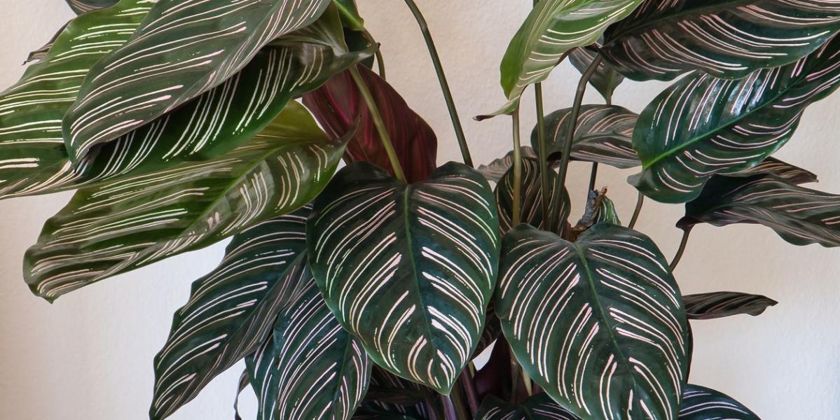 Calathea Plant Care - How to Grow Prayer Plants