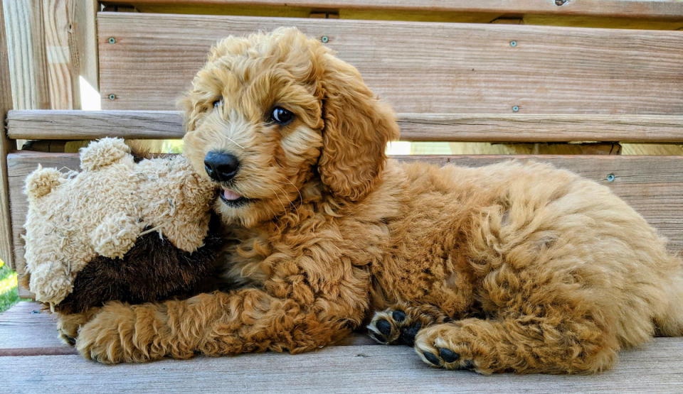 Goldendoodle