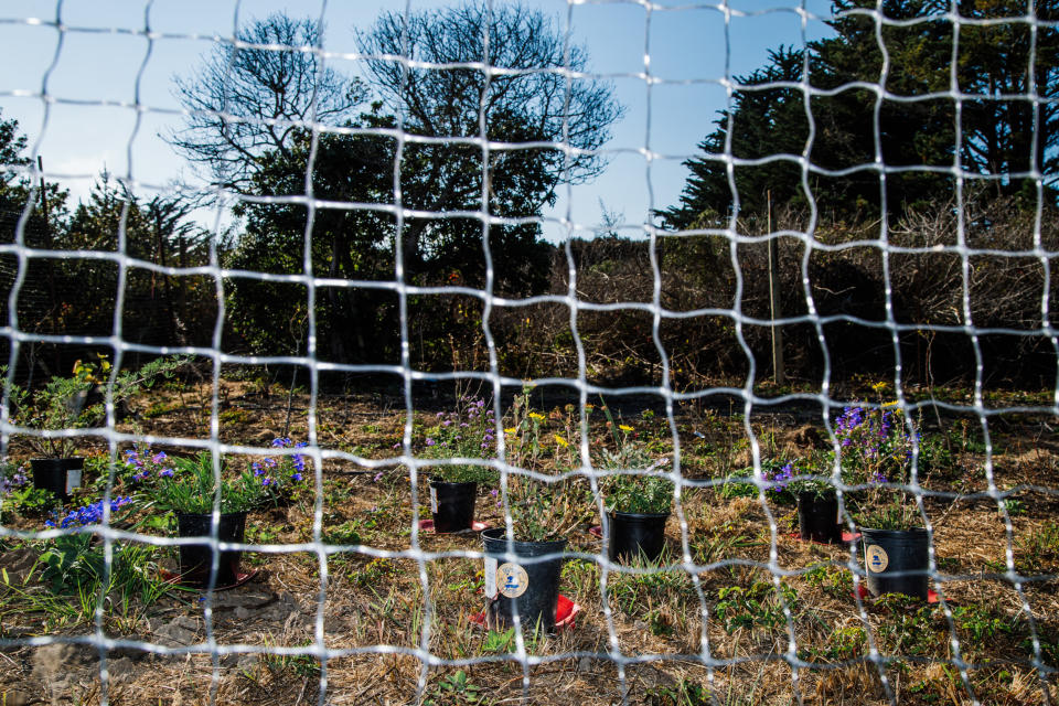 Pollinating plants that will be added to the sanctuary.  (Clara Mokri for NBC News)