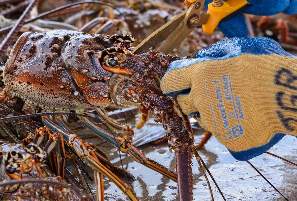 Miami resident and nurse Teresa Ripoll lends a hand in removing the tails from 60 lobsters caught by the team of five divers after their early start and return to Matheson Hammock Park Marina on Wednesday, July 28, 2021. There is a 12-lobster limit in Florida, except in Monroe County and Biscayne National Park, where the limit is six per person. The two-day lobster mini season started for residents and visitors to get their share of lobsters ahead of the commercial and regular season.