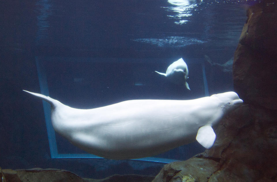 FILE - Pregnant beluga whale Maris swims in the Georgia Aquarium's tank in Atlanta on April 11, 2012. The Zoonomia Project is an international effort comparing the genetic blueprints of an array of animals, including this species, and some of the discoveries were shared in 11 papers published Thursday, April 27, 2023, in the journal Science. (AP Photo/John Bazemore, File)