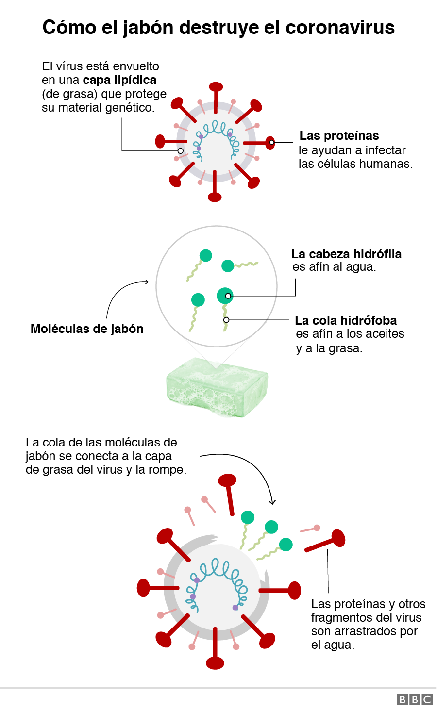 Cómo el jabón mata al coronavius