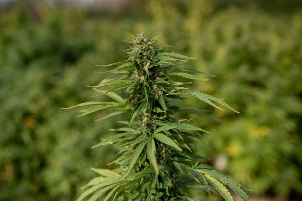 An industrial hemp (Cannabis sativa) plant is pictured at the Agropolis parc of the Polytechnic University of Catalonia in Viladecans, near Barcelona, on September 24, 2020. - In five years, the Department of Agriculture has registered an increase from 6 up to 300 hectares of hemp for industrial use. (Photo by Josep LAGO / AFP) (Photo by JOSEP LAGO/AFP via Getty Images)