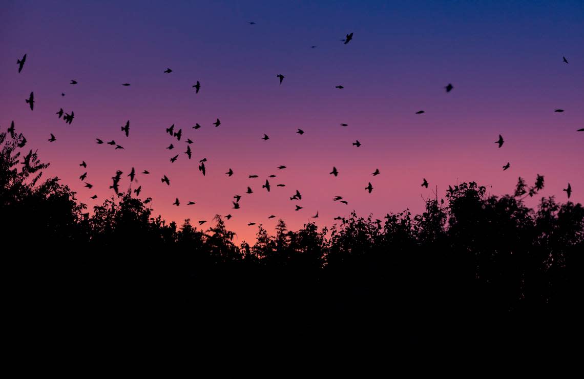 Purple Martins flock to Bomb Island on Lake Murray nightly during the months of July and August. The birds were first noticed roosting on the island in 1988.