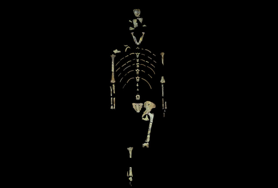 Bipedal Human Ancestor 'Lucy' Was a Tree Climber, Too