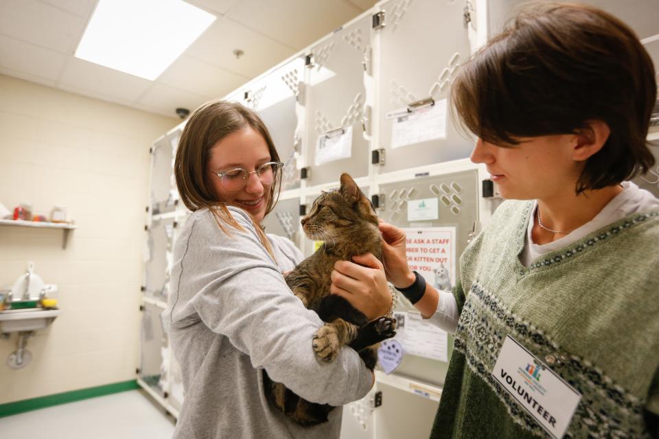 Volunteers play with a senior cat at the Humane Society of Southwest Missouri on Black Friday.