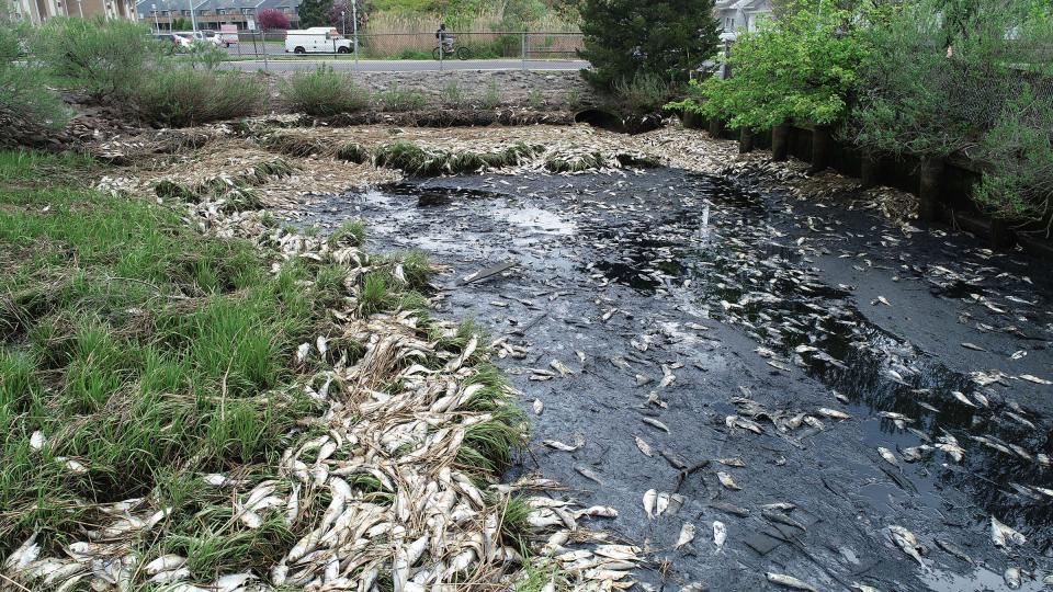 Dead menhaden fill the Branchport Creek behind the Sea Winds condominiums off Patten Avenue in Long Branch Monday, May 3, 2021.