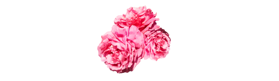 Pink, Flower, Petal, Cut flowers, Carnation, Plant, Rose, Peony, Flowering plant, Garden roses, 