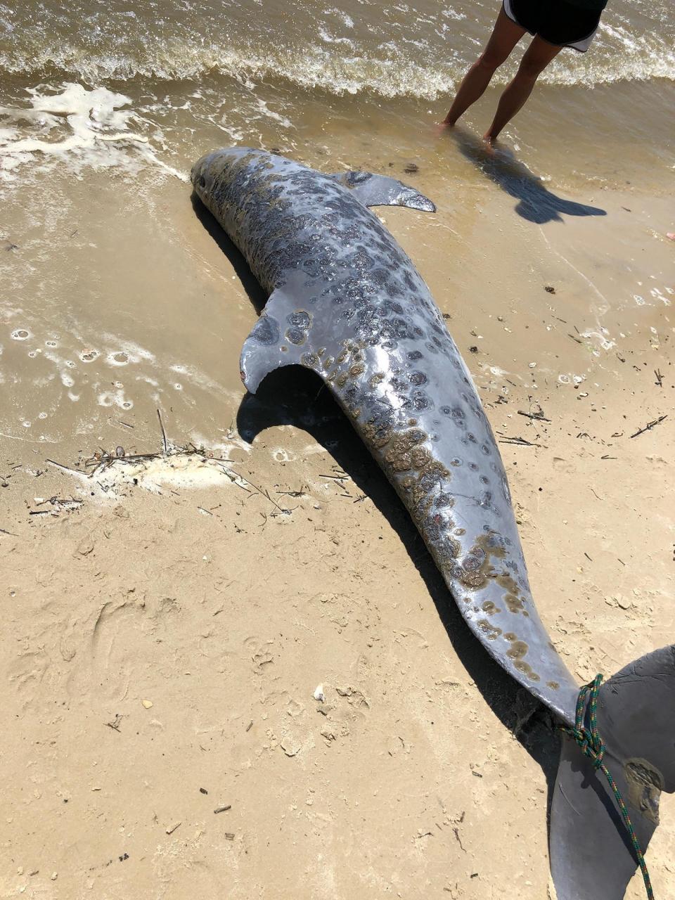 Dead dolphins with freshwater lesions on them are being found in high numbers on Mississippi's coast.