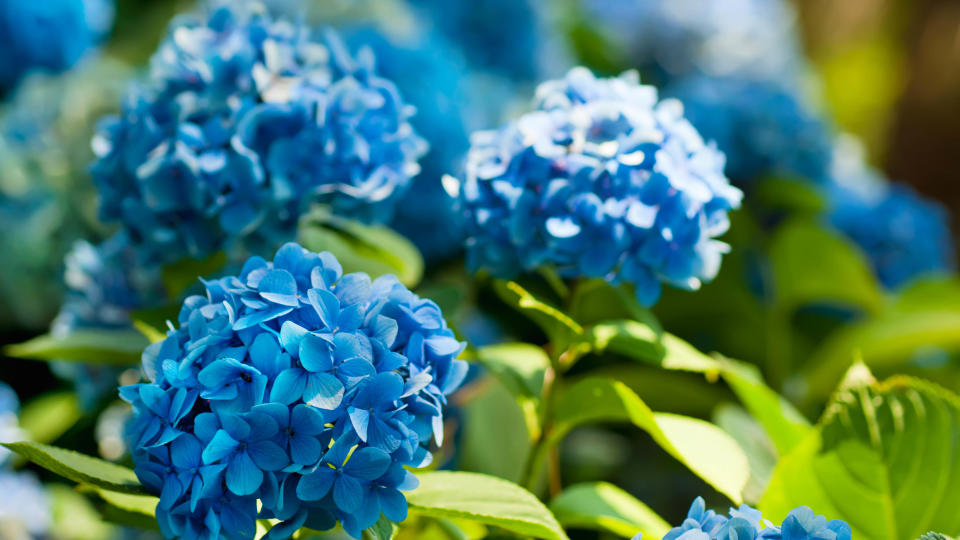 Blue hydrangeas