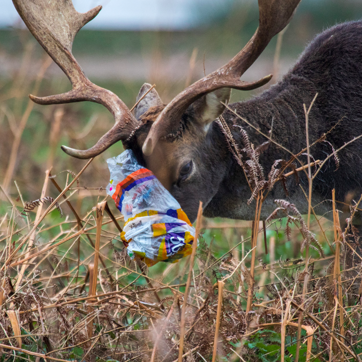 A stag is tangled in plastic after being attracted to left over picnic scraps left in bags. (Royal Parks)