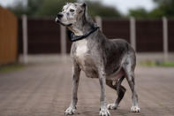 A British Great Dane who loves chicken dinners is thought to be the oldest in the world -- after smashing the previous record by years. Pirate the pooch is 11-and-a-half years old and has been adored by the Valentino family since they rescued him from the RSPCA more than a decade ago. One of the biggest breeds in the world, Great Danes often don't live for longer than six or seven years. But the 5ft 10in giant will be celebrating his 12th birthday in a few months time, and is thought to the the oldest of his breed in the world.