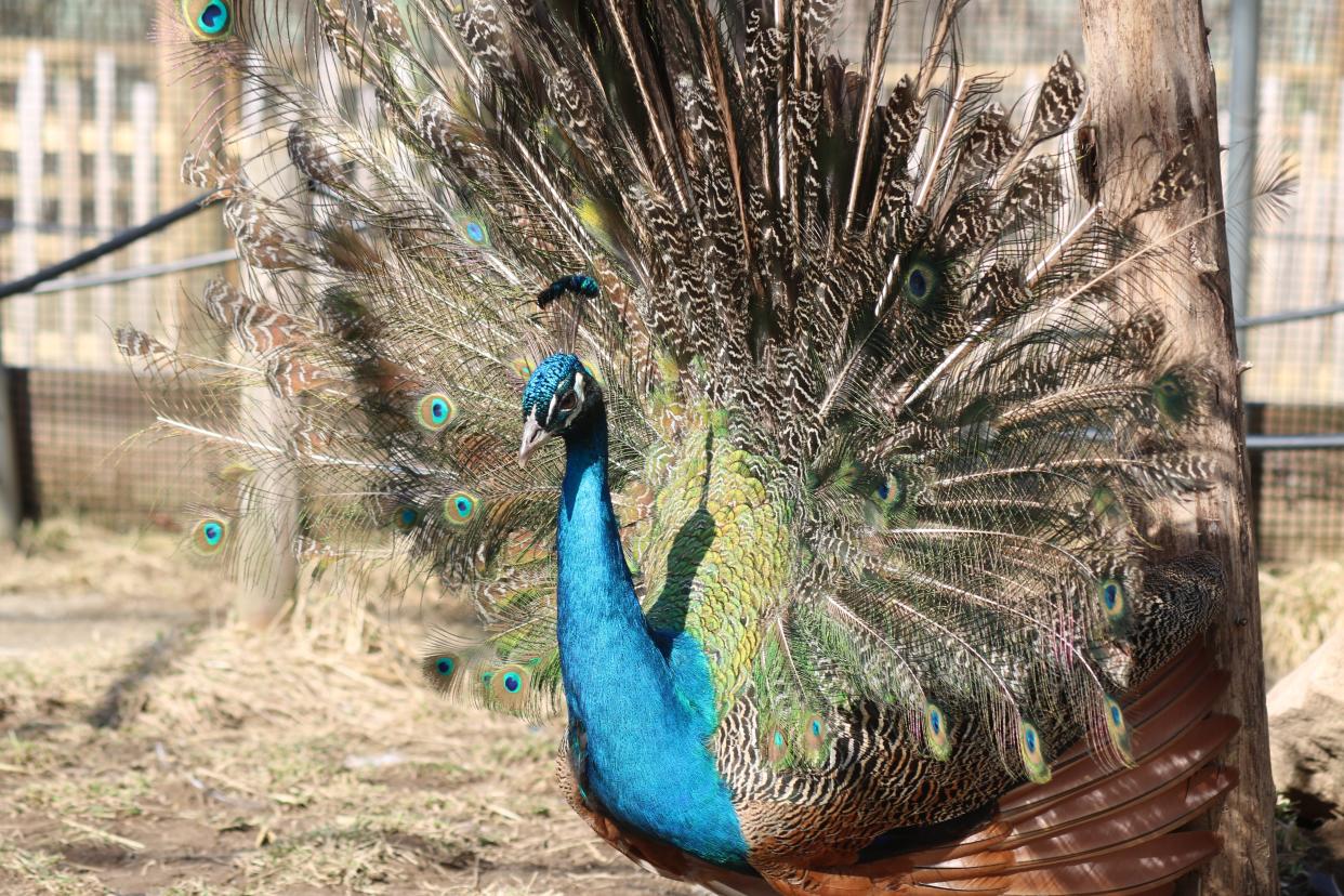 The African Wildlife Safari Park's peacocks and peahens will be part of their "Zoo-it-All" program later this season. In the meantime, the park's drive-thru safari opens on Friday.
