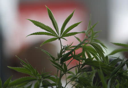 A Cannabis plant is pictured at the "Weed the People" event as enthusiasts gather to celebrate the legalization of the recreational use of marijuana in Portland, Oregon July 3, 2015. REUTERS/Steve Dipaola