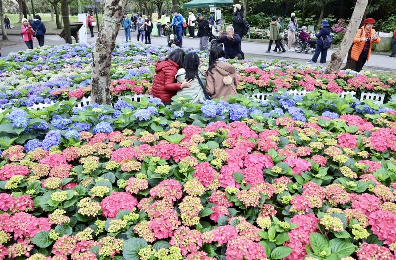 台北杜鵑花季　繡球花海吸睛（1） 2024台北杜鵑花季即日起至31日在大安森林公園登 場，園內繡球花繽紛綻放，吸引許多民眾駐足拍照。 中央社記者張皓安攝  113年3月3日 