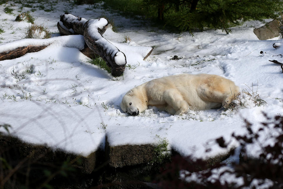 Polar Bears At San Francisco Zoo Get 10 Tons Of Fresh Snow