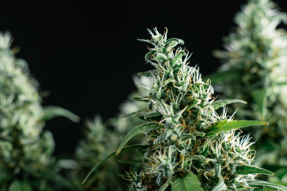 An up-close view of flowering cannabis plants.