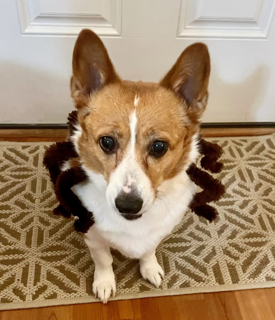 corgi with pipe cleaner spider costume