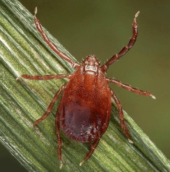 An adult Asian Longhorned tick.