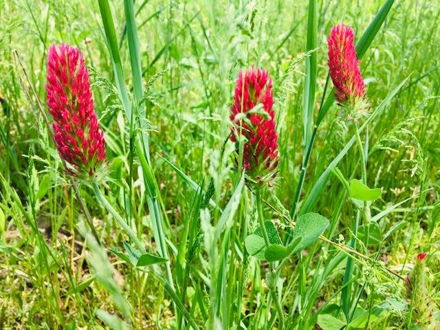 Red Clover growing at the Deer Creek Fish and Wildlife Area.