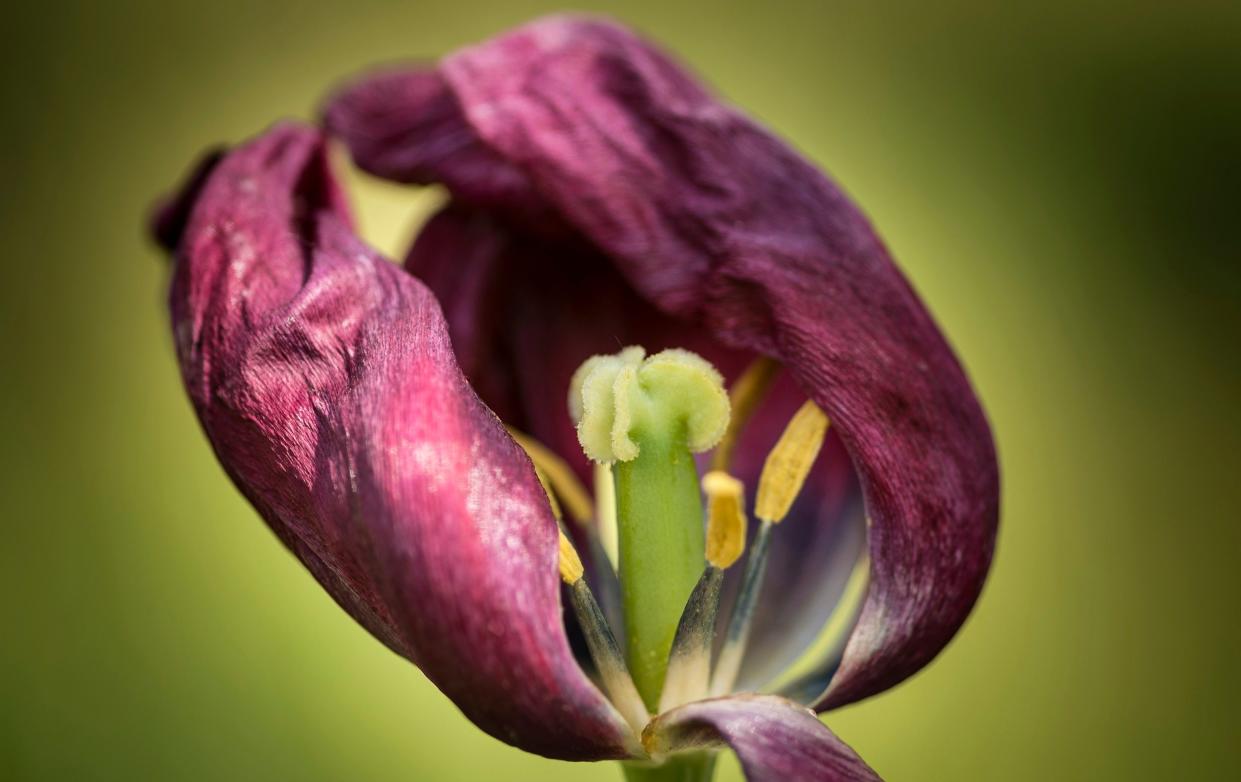 Faded glamour: when tulips wilt, dead-head to help future flowering - iStockphoto