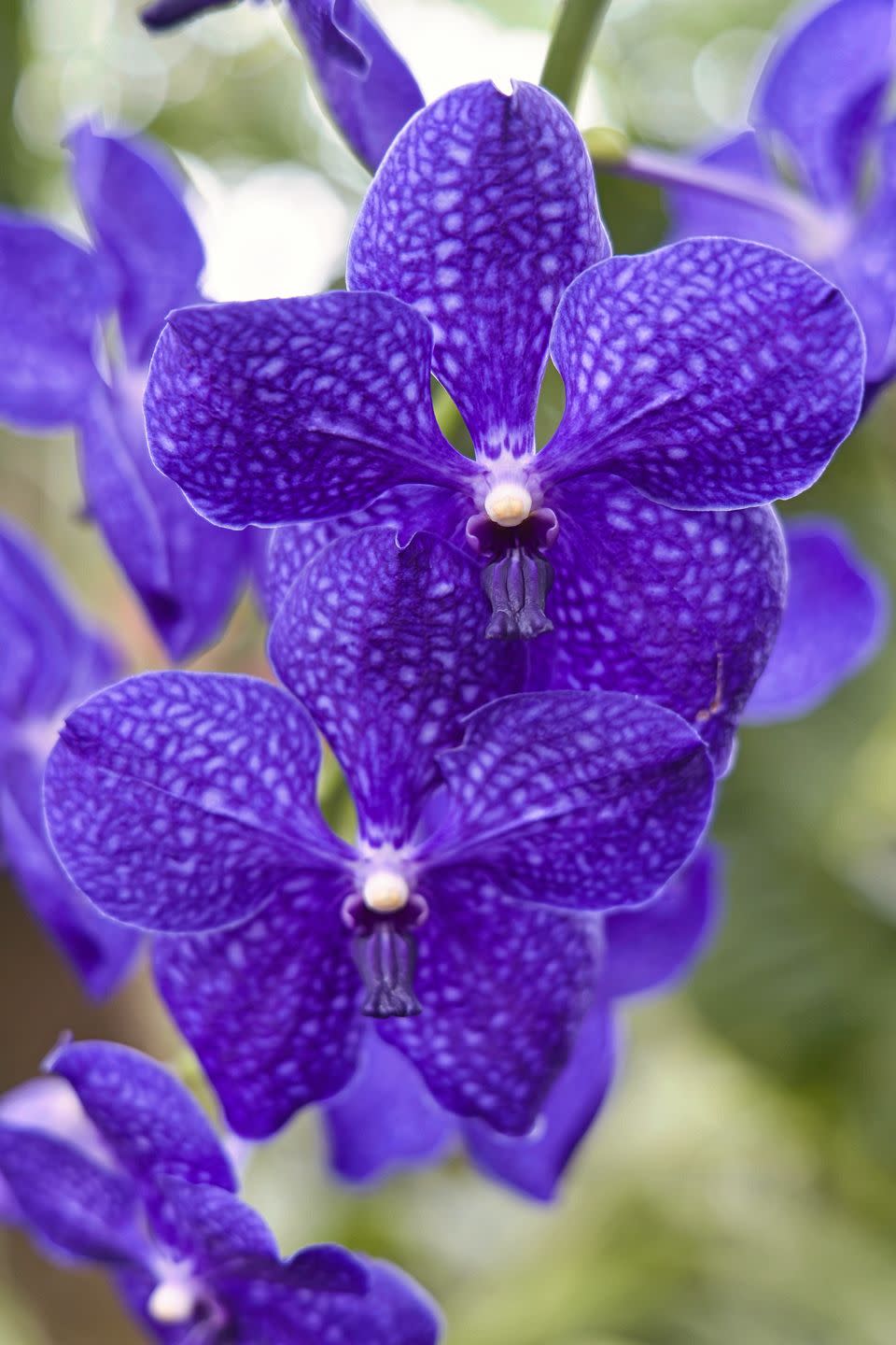 close up of purple flowering plant,milwaukee,wisconsin,united states,usa