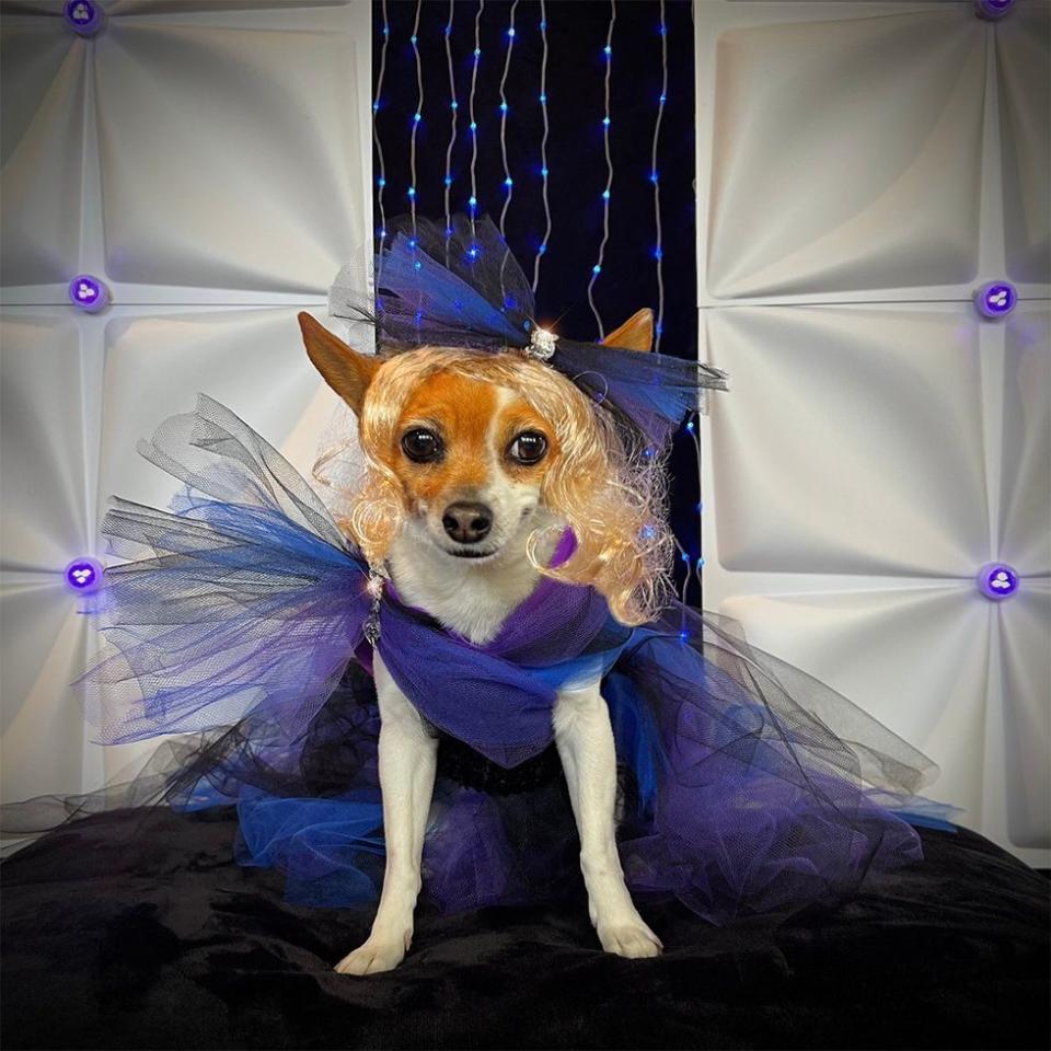 Meet RuPaul\u2019s Four-Legged Doppelganger RuPawl