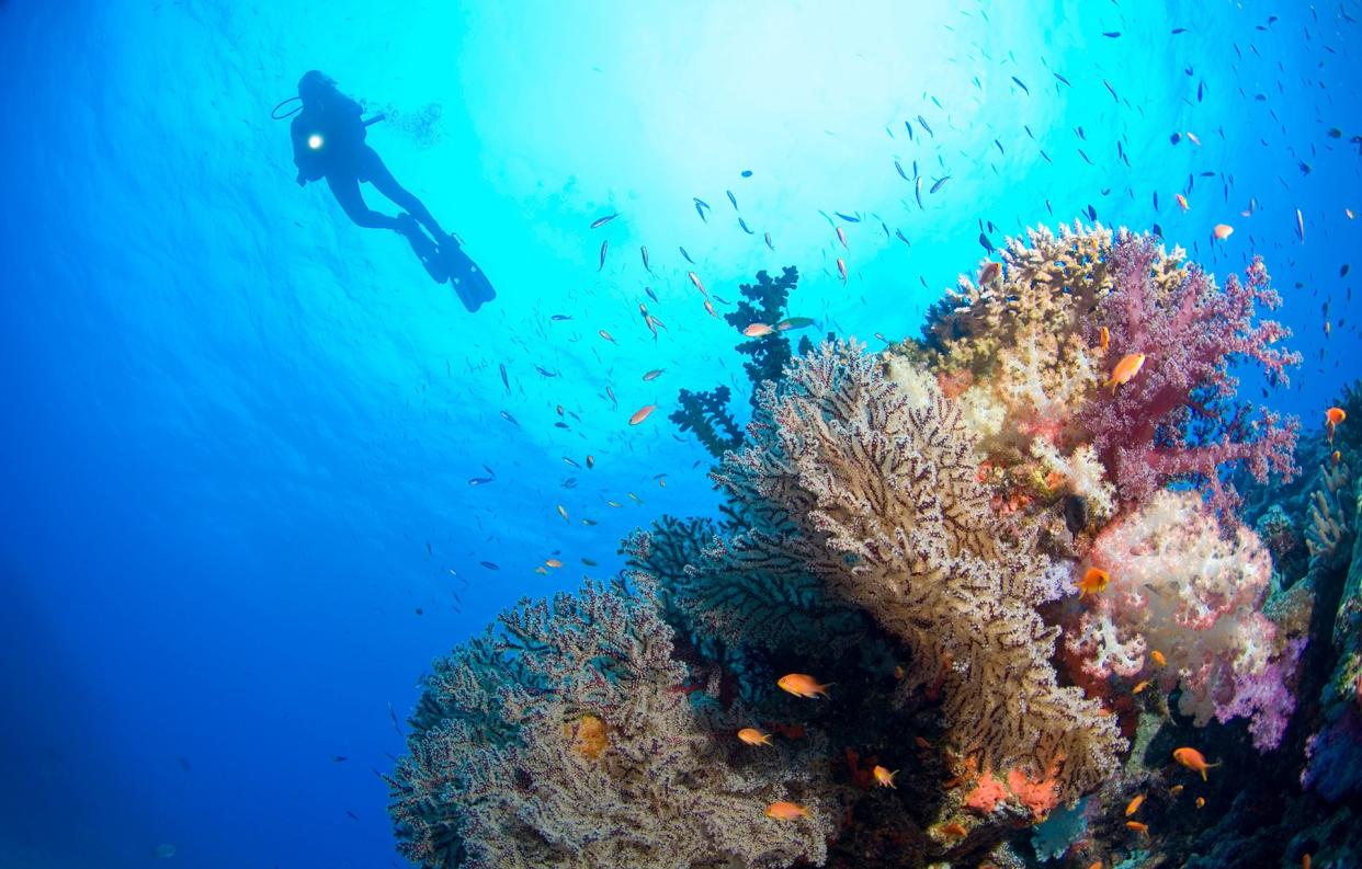 What lies beneath... the underwater world is an extraordinary one - © Darryl Leniuk / Radius Images