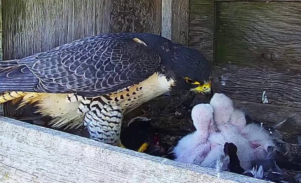 The mother and father falcons sat on their eggs for 31 days and they hatched at almost the same time. 