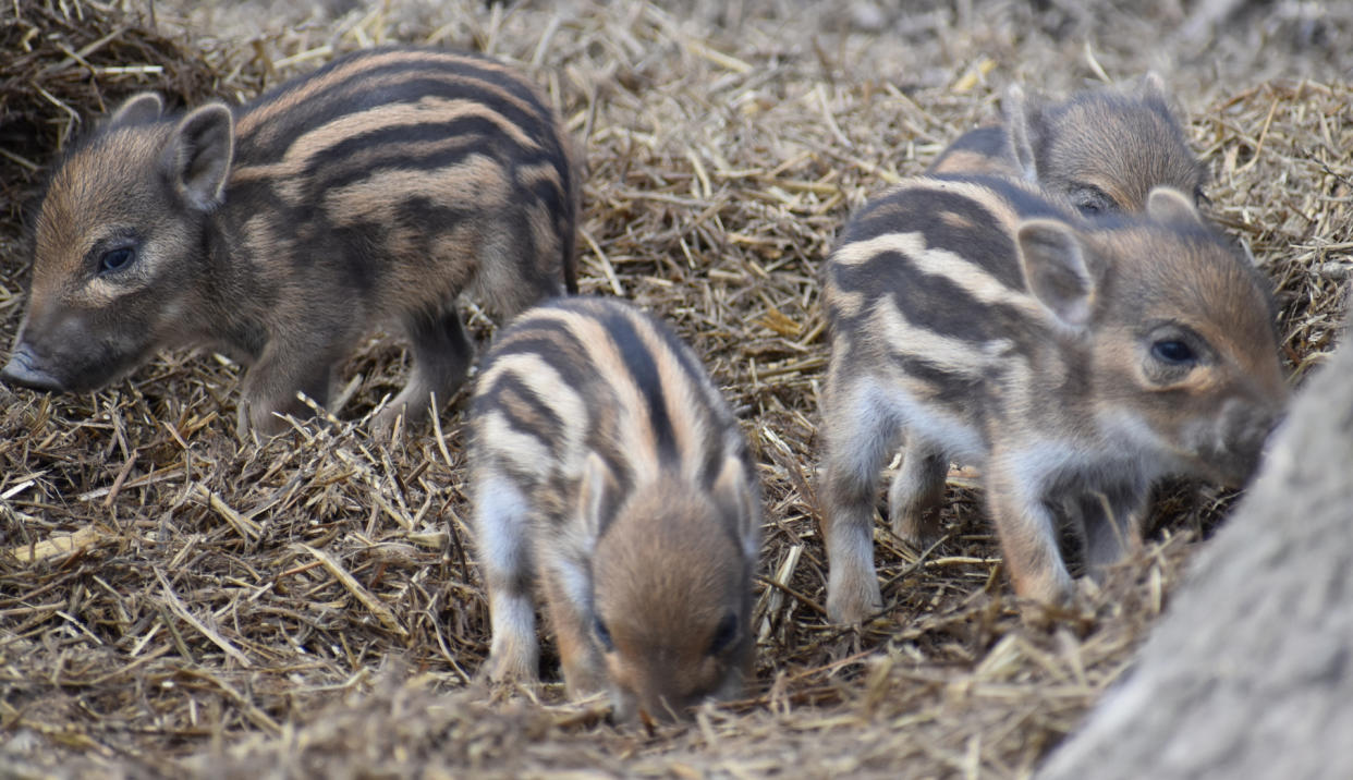 https://www.gettyimages.co.uk/detail/photo/closeup-of-cute-striped-young-wild-brown-boars-in-a-royalty-free-image/939238602?phrase=Hoglets&adppopup=true