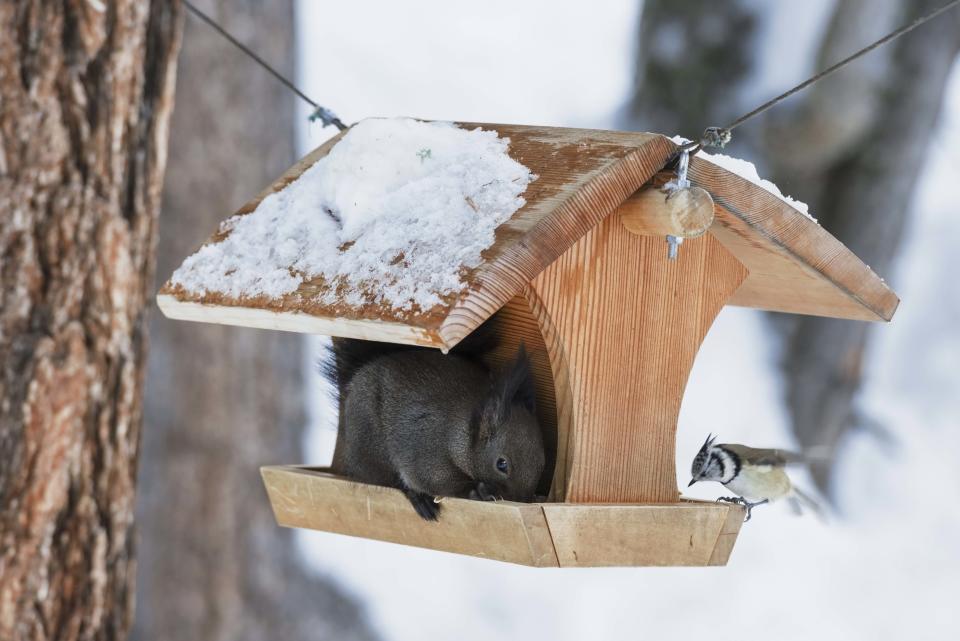 Gemeinsame Futterstellen helfen Eichhörnchen und Vögeln über den Winter. (Bild: Getty Images)