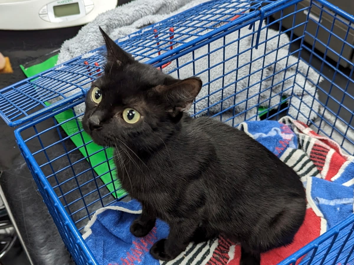 Mila the cat was found on a park bench in east London. (RSPCA/SWNS)