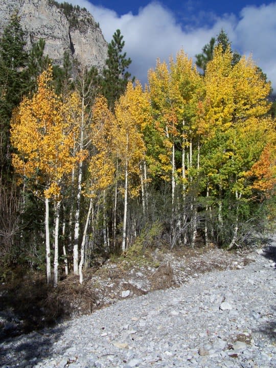 Fall colors on Mt. Charleston, Oct. 4, 2008. (Greg Haas / 8NewsNow)