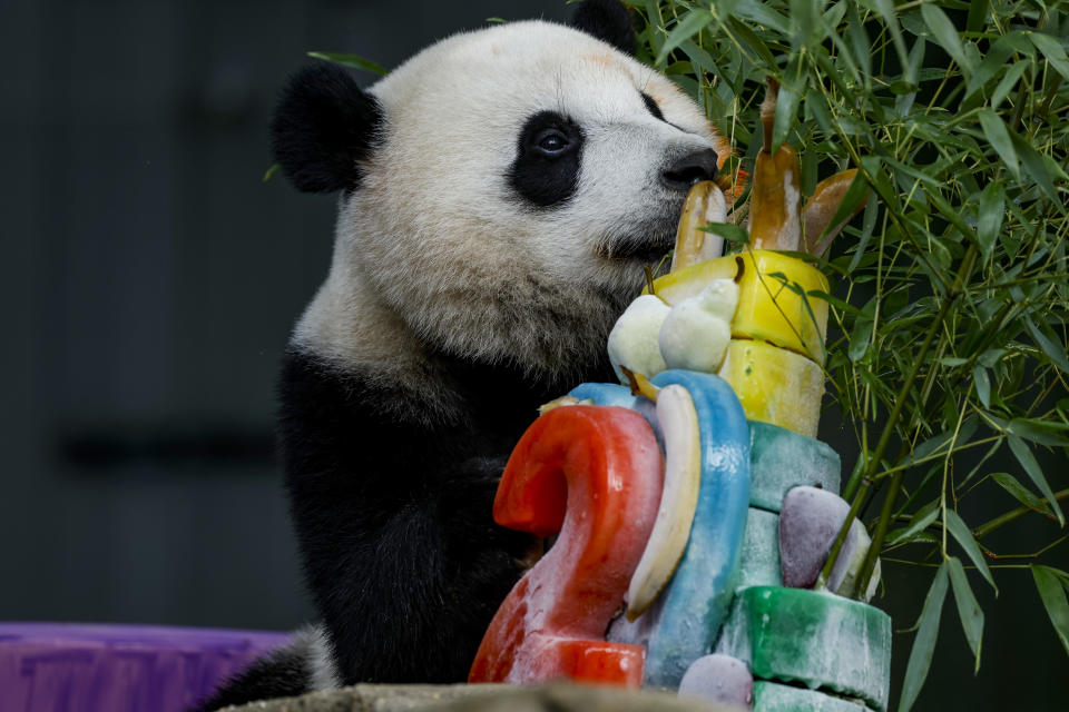 Male giant panda Xiao Qi Ji eats an ice cake for his second birthday at the Smithsonian National Zoo  on Aug. 21, 2022, in Washington, D.C. / Credit: / Getty Images