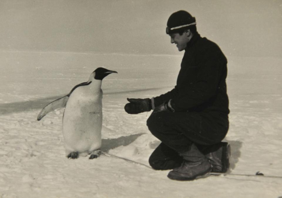 Robert Johnson greets a penguin during an Antarctic expedition of Adm. Richard Byrd.