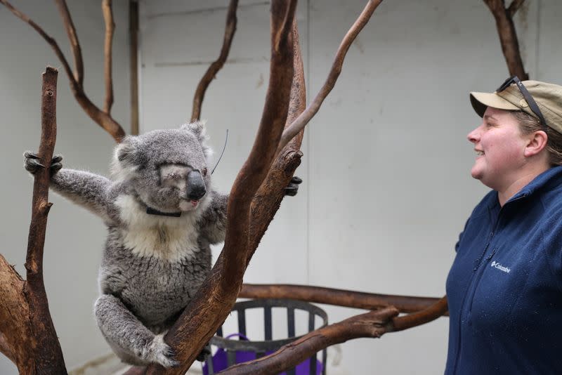 The Wider Image: From disease to bushfires, Australia's iconic koalas face bleak future