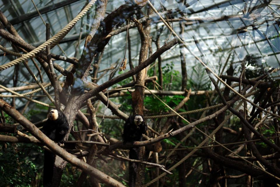 White-faced Saki monkeys eat in their enclosure, at the Vincennes Zoo, in Paris, Tuesday, April 8, 2014. Its gray, man-made mountain that might lure King Kong still protrudes over treetops, but nearly everything else has changed as Paris' best-known zoo prepares to re-open after a multi-year, multimillion-euro (dollar) makeover. (AP Paris/ Thibault Camus)