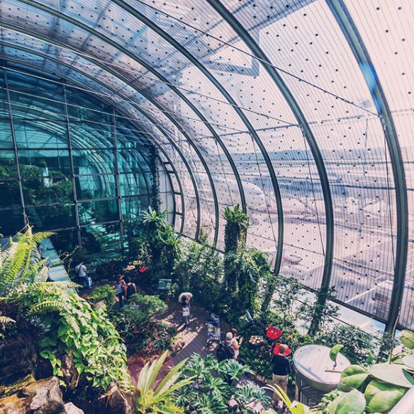 <p>Airports aren’t known for being at one with nature, but Singapore’s Changi Airport bucks the trend with its very own butterfly garden. Photo: Instagram/changiairport </p>