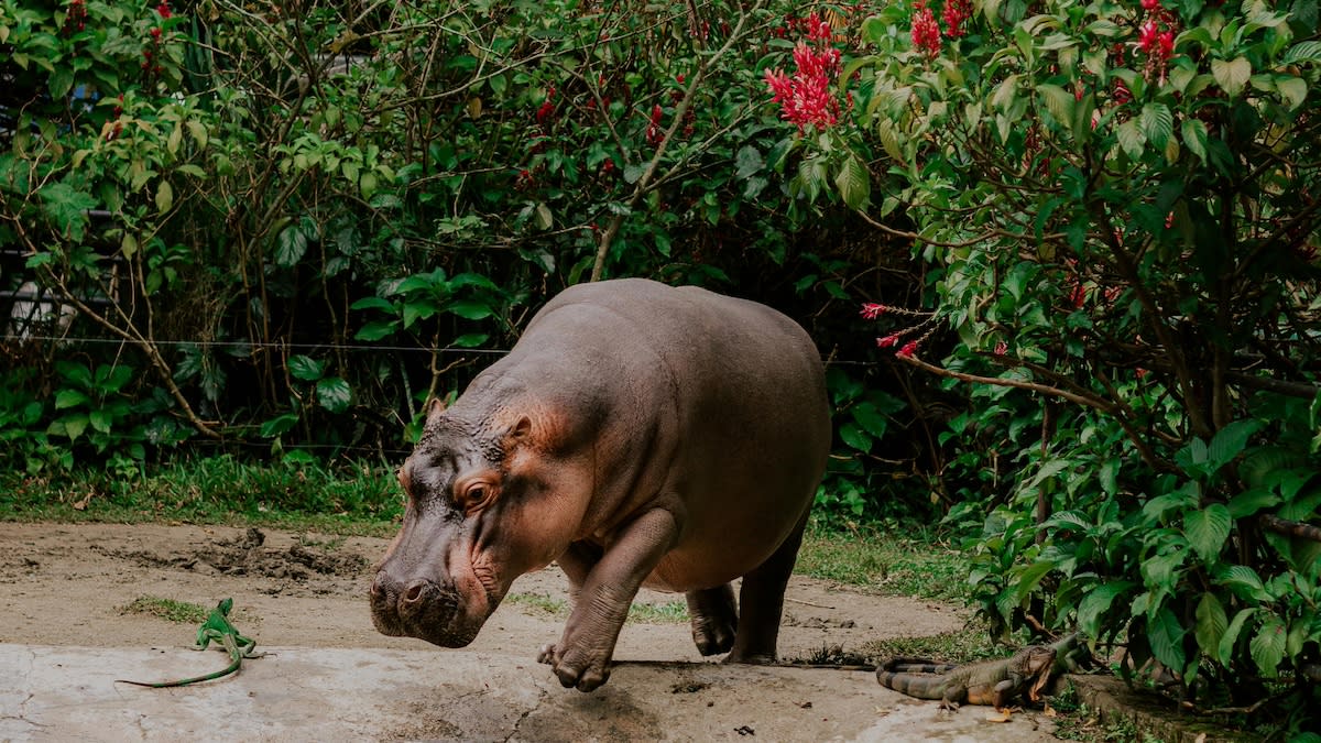 Les hippopotames sont des animaux difficiles à étudier du fait de leur dangerosité. | Camilo Ospina via Pexels