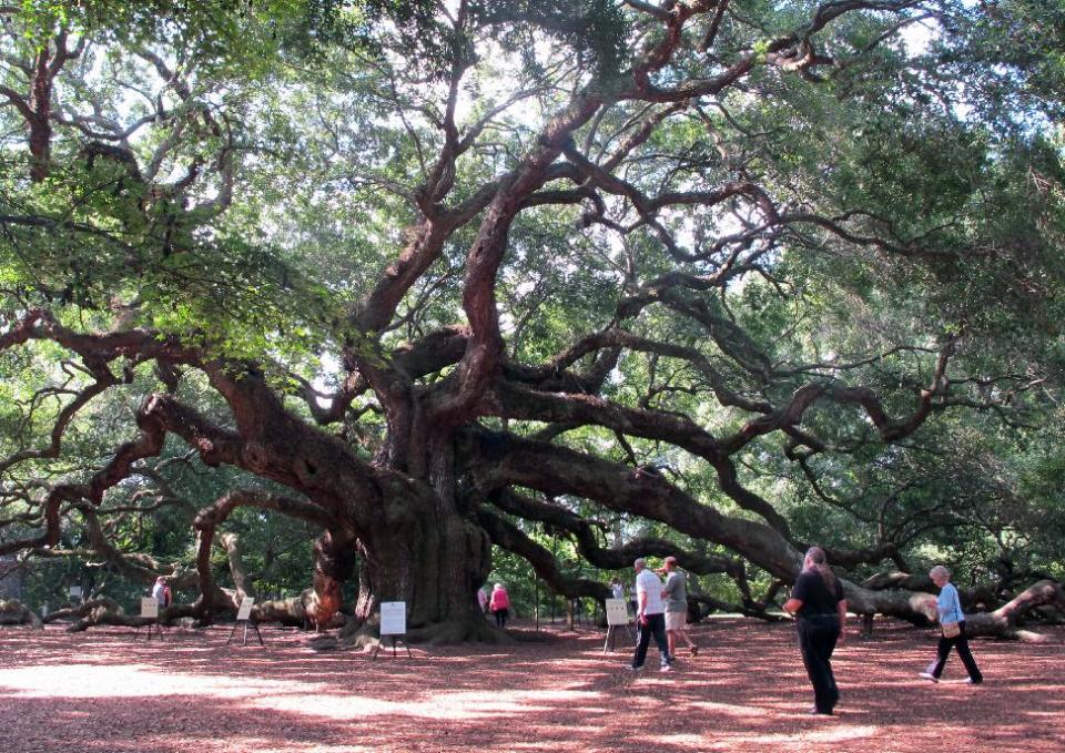FILE - In this Sept. 20, 2013 file photo, visitors flock to the Angel Oak on Johns Island near Charleston, S.C. The tree, a landmark in the South Carolina Lowcountry, is thought to be as many as 500 years old. (AP Photo/Bruce Smith, File)