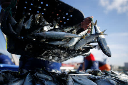 A fisherman unloads sardines at the port in Matosinhos, Portugal, May 28, 2018. Picture taken May 28, 2018. REUTERS/Pedro Nunes