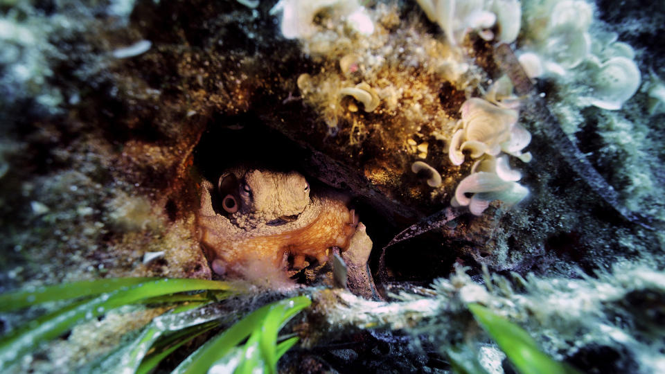 A camouflage master 'octopus' is seen as a group of divers observe underwater life after restrictions eased as part of coronavirus normalization process, at Karaburun district of Turkey's western Izmir province on June 12, 2020.