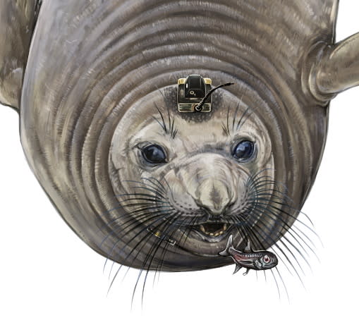 A female northern elephant seals equipped with bio-logging electronic tags to track its deep-ocean foraging behavior