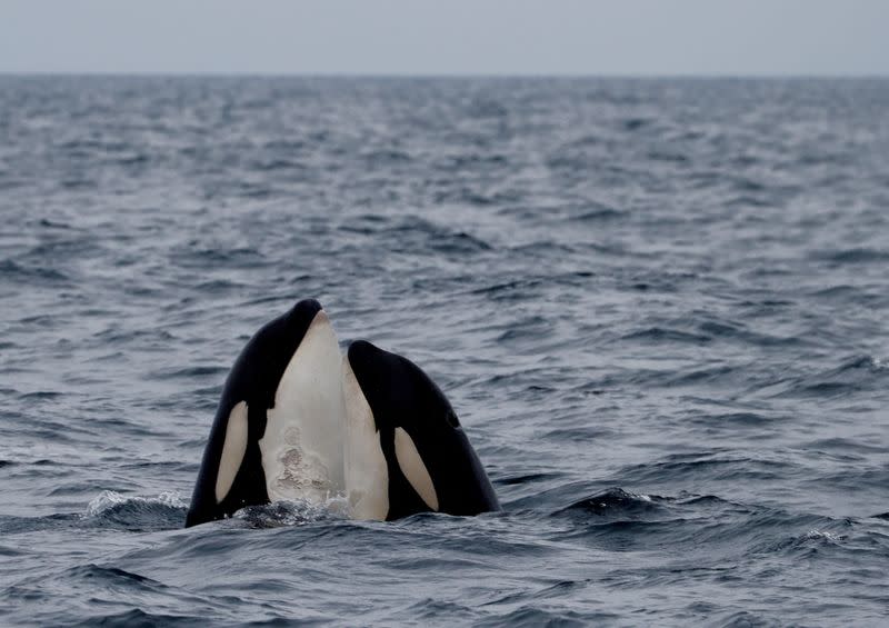 FILE PHOTO: Killer whales surfaces in the sea near Rausu