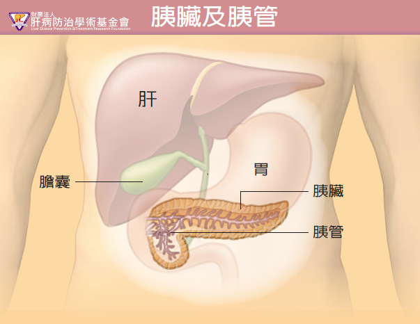 胰臟是一個扁扁長長的實質性構造，由腺細胞組成，裡面有胰管輸送胰液，一般講的「胰臟癌」是指胰管長出的「胰管腺癌」。